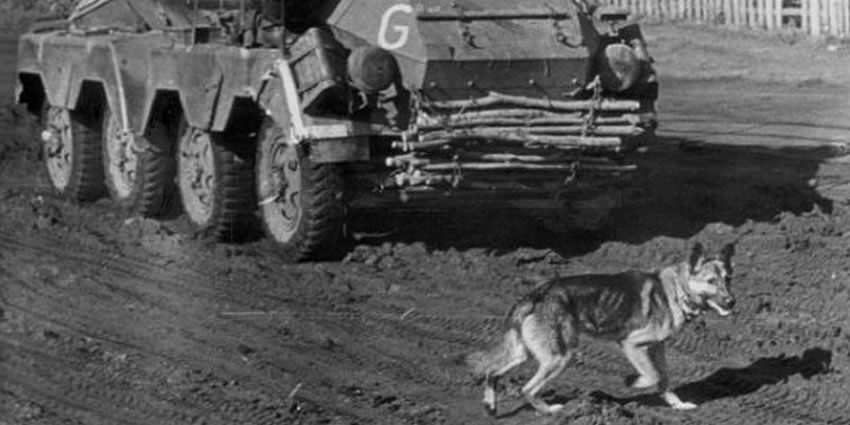 cães bombas