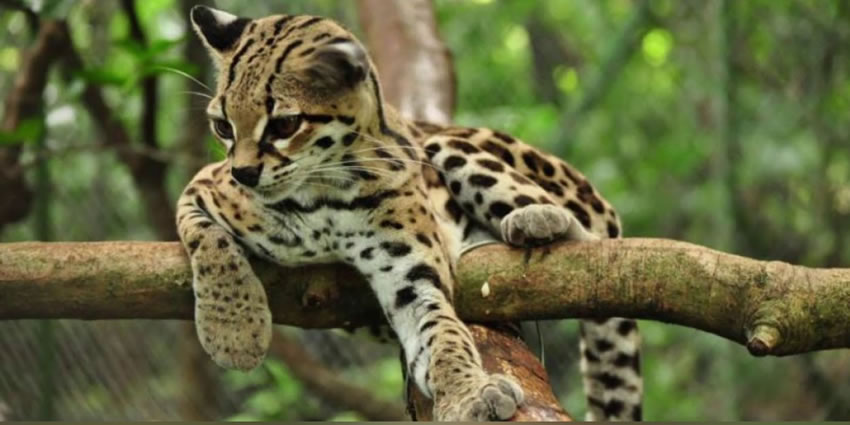 Gato Maracajá