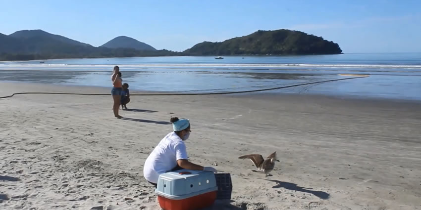 Aves marinhas