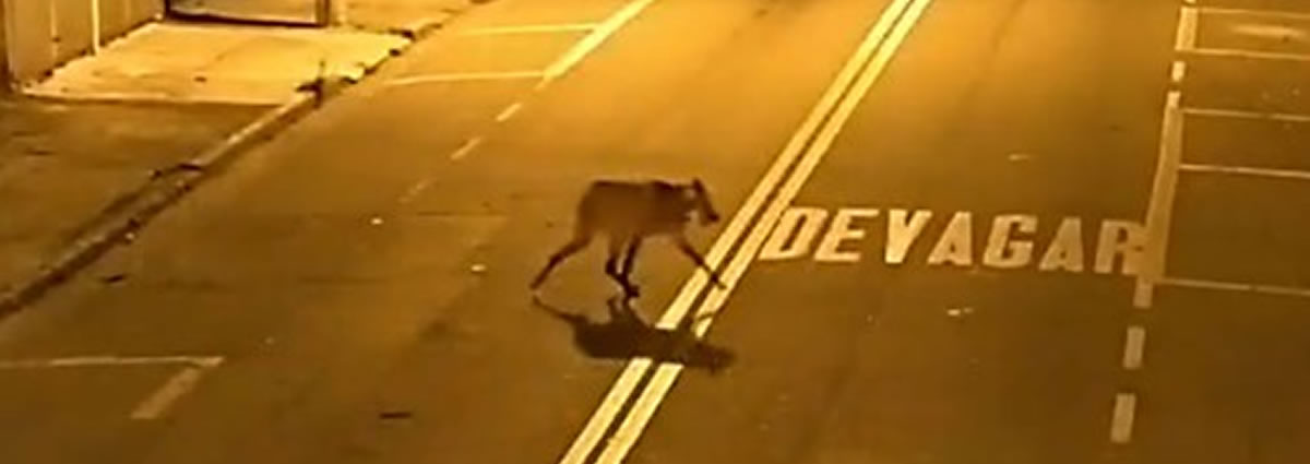 animal silvestre em área urbana