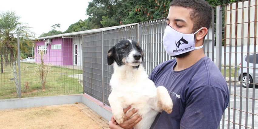 Adoção de Pets