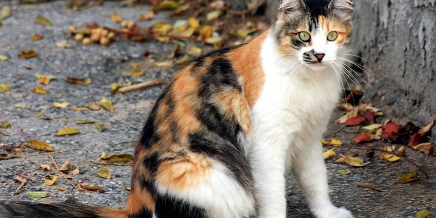 Gato na rua