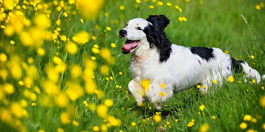 primavera e animais de estimação