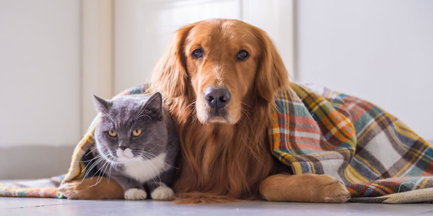 Pets no inverno