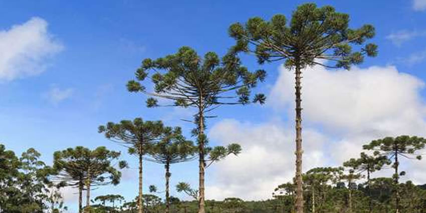 Biodiversidade e Coronavírus